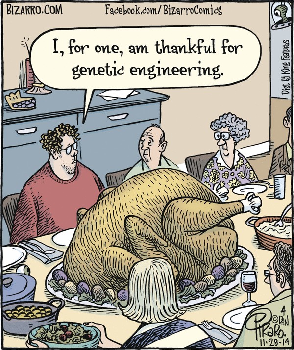 Huge GMO turkey for Thanksgiving dinner